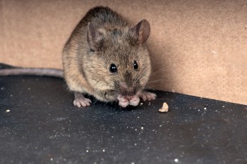 A rágcsálók a kertben katasztrófát jelentenek. De mit kezdjünk velük?